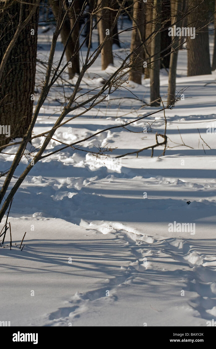 Scene of winter shadows with deer tracks through woods Stock Photo - Alamy