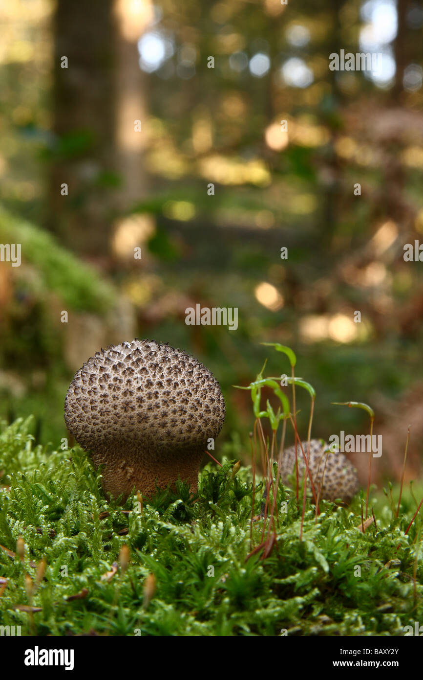 A Lycoperdon foetidum fungus in mossy woodland. A second just visible beyond. Limousin France. Stock Photo