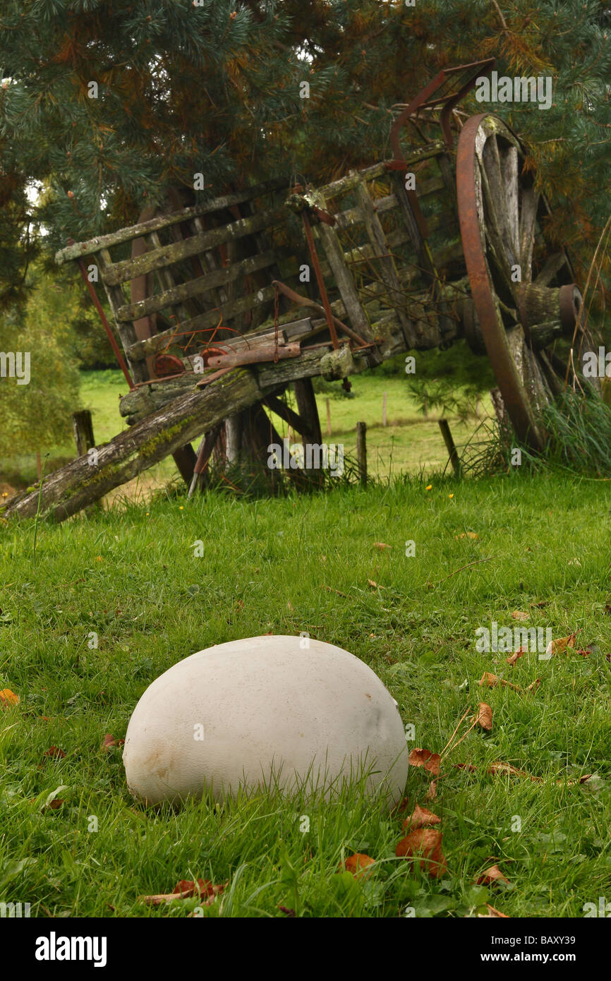 A Giant Puff ball Langermannia gigantea growing in a field in front of an old cart Limousin France Stock Photo