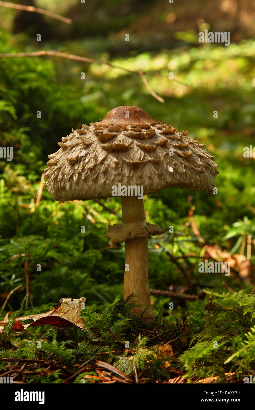 A Shaggy Parasol mushroom (Lepiota rhacodes) in mossy woodland. Limousin France. Stock Photo