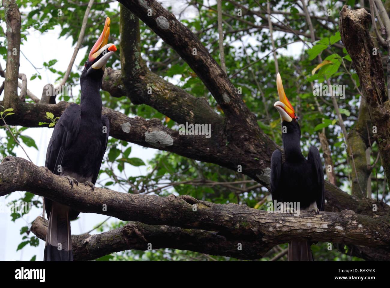 rhinoceros hornbill egg rhinoceros hornbill egg