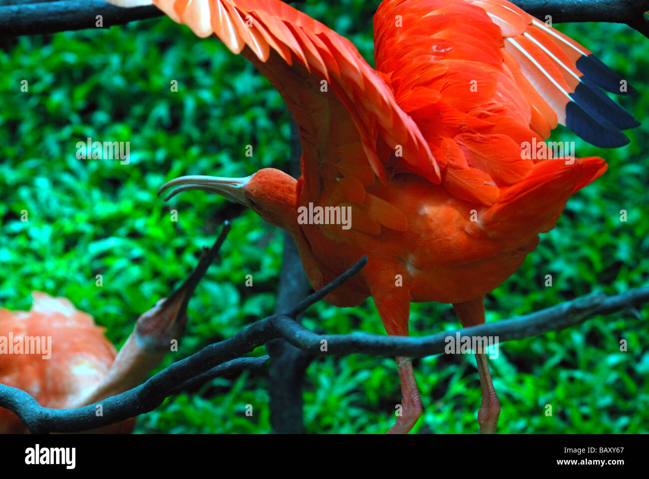 Scarlet ibis feeding infant Stock Photo