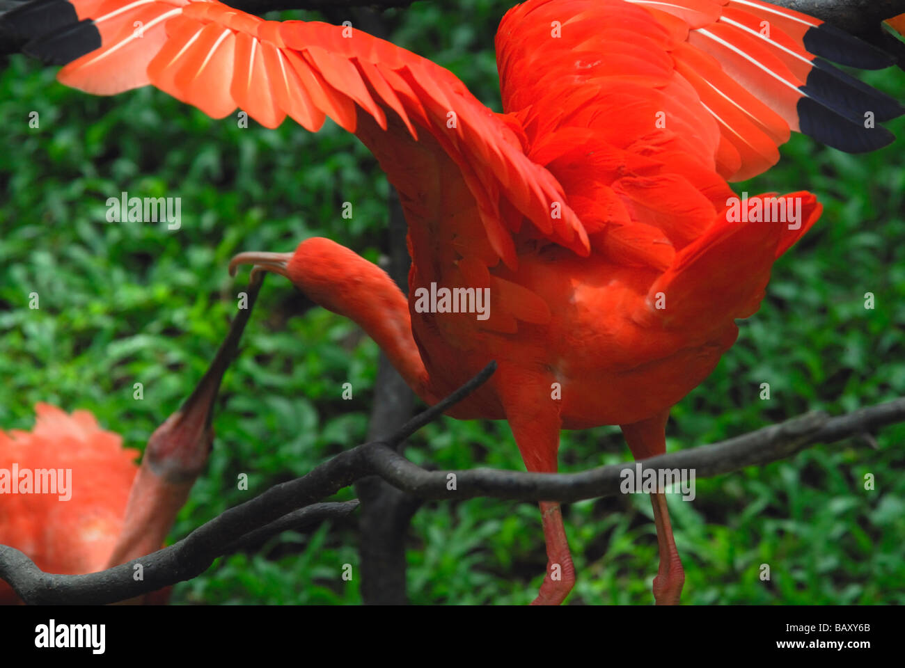 Scarlet Ibis feeding young Stock Photo