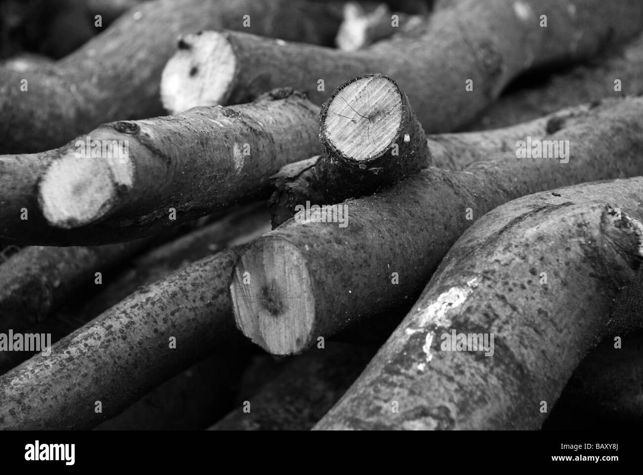 Cut logs, stacked for firewood Stock Photo