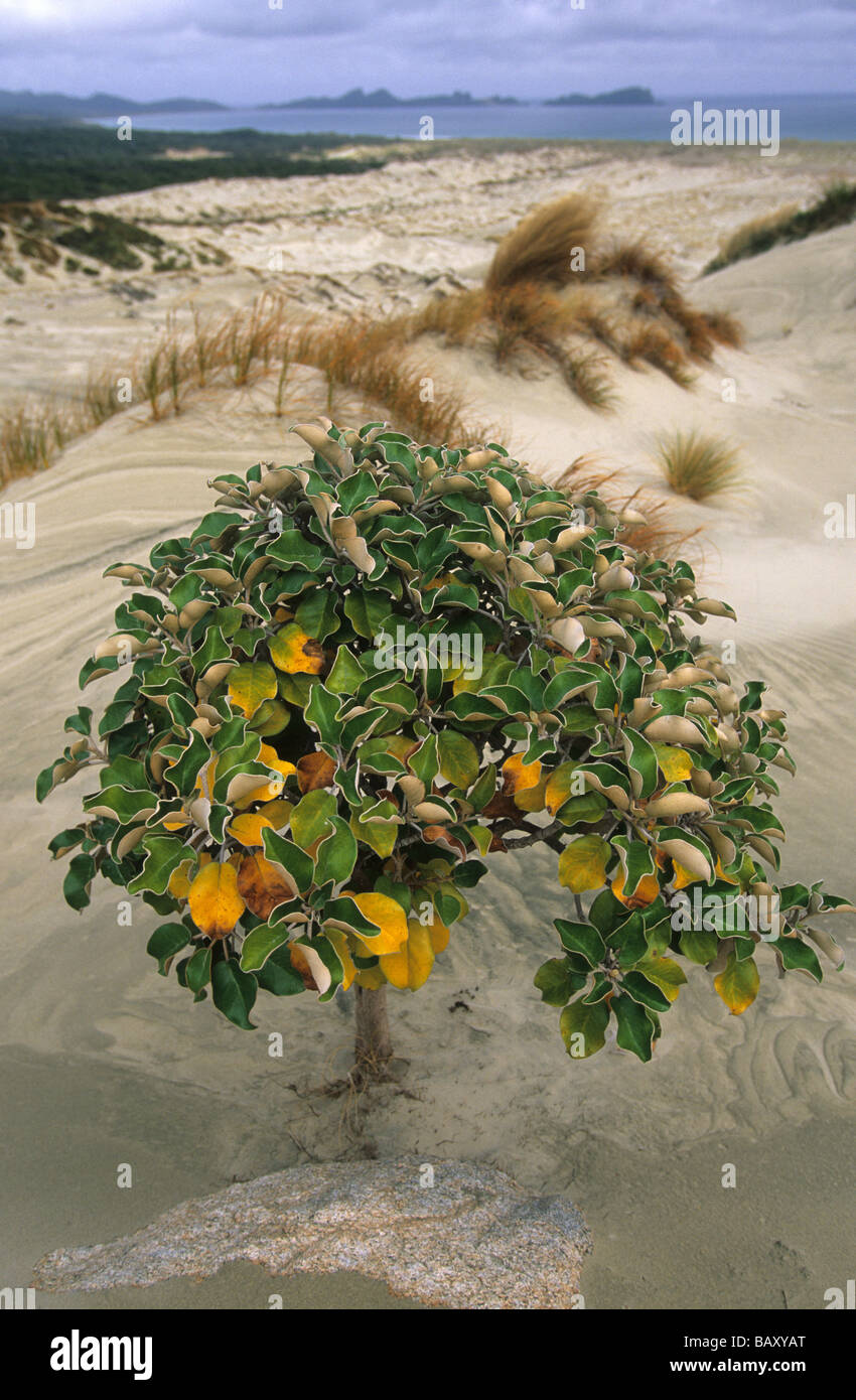 Muttonbird Scrub, bush in sand dunes behind Mason Bay, Steward Island