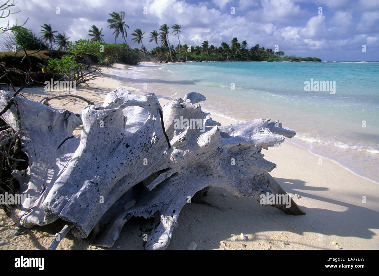 Driftwood at the beach of the uninhabited Horsburgh Island, Australia Stock Photo