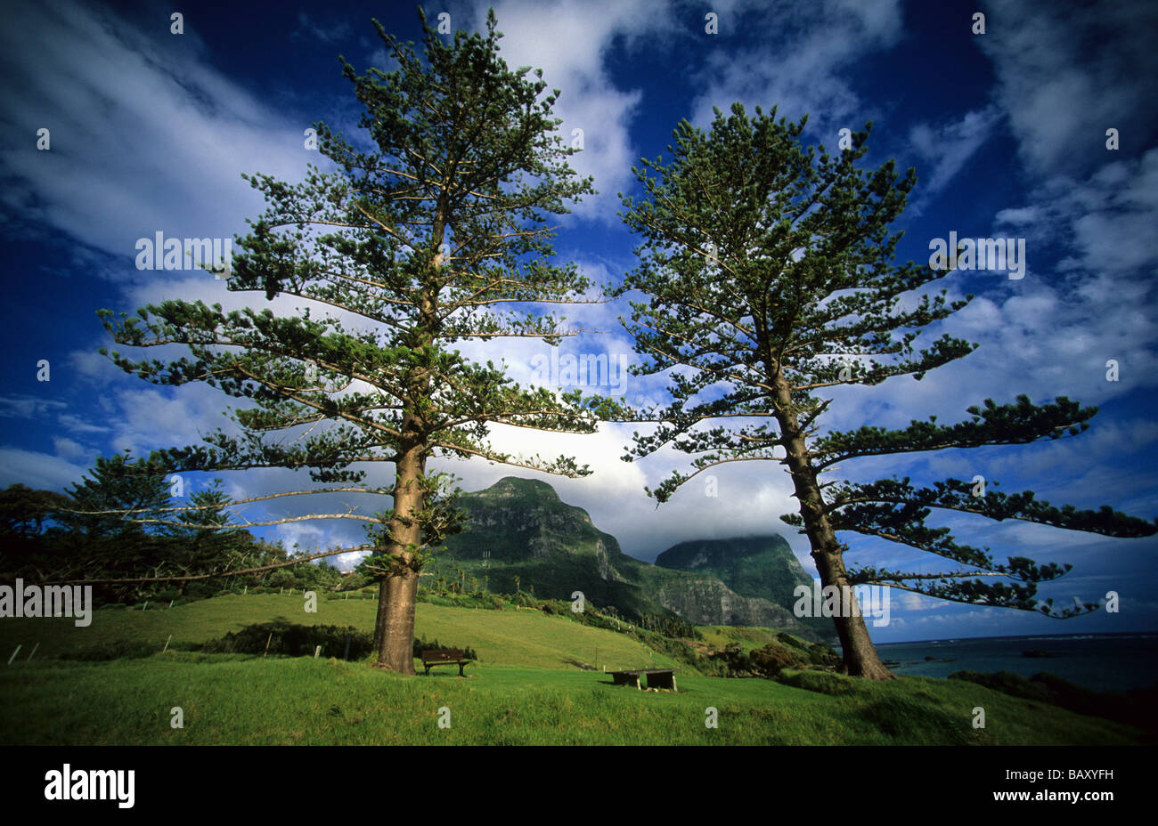 Norfolk Island Pines, Lord Howe Island, Australia Stock Photo Alamy