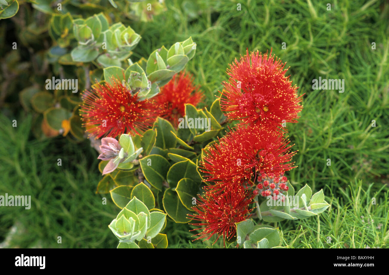 The endemic mountain rose (Metrosideros nervulosa) occurs only from 350m above sealevel, Australian Stock Photo