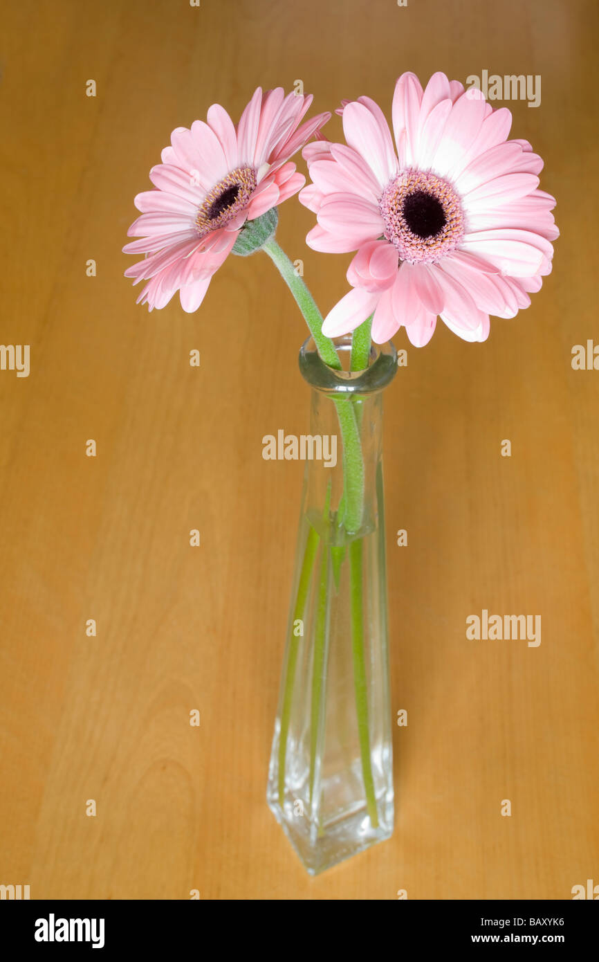 Gerbera daisy container hires stock photography and images Alamy