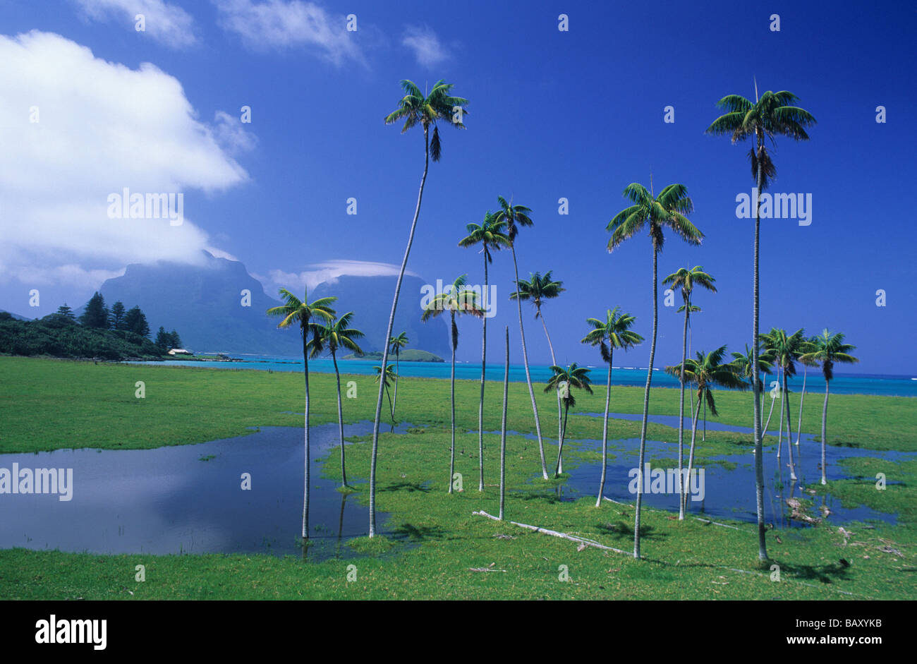 Flooded paddocks and palms near Old Settlement Beach Stock Photo Alamy