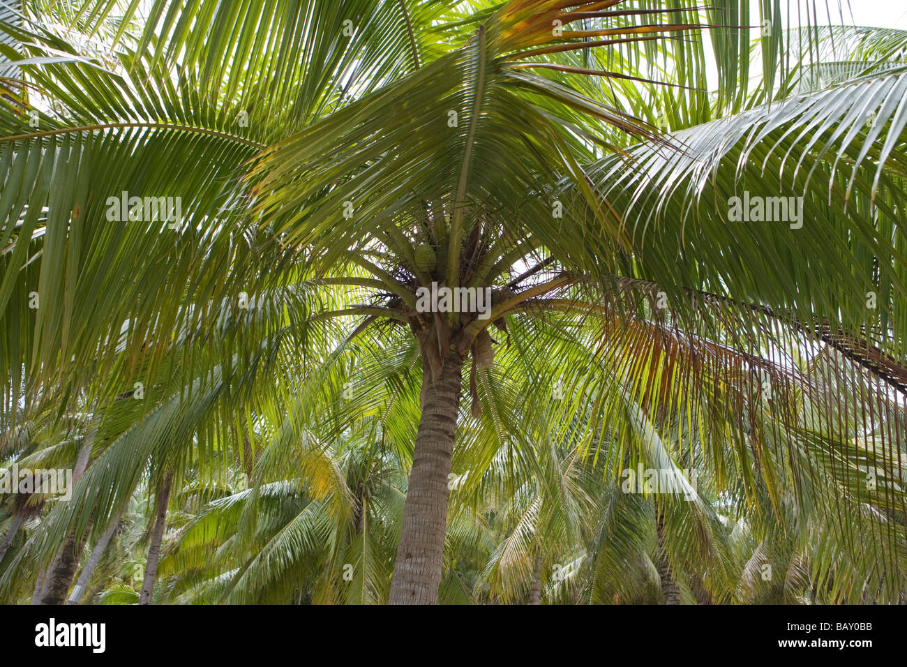 Coconut Tree, Fakarava, The Tuamotus, French Polynesia Stock Photo