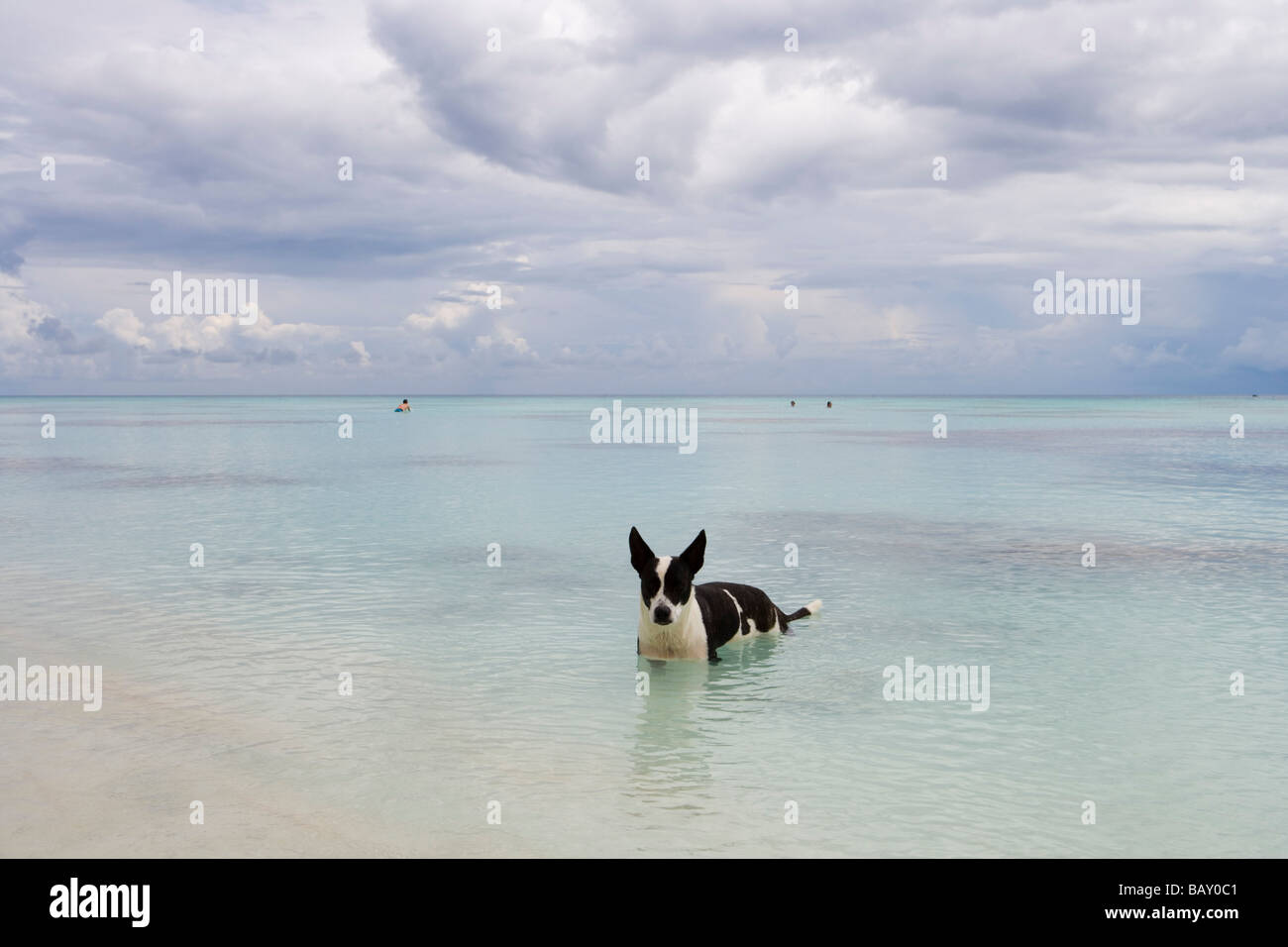 Dog cooling off in Fakarava Lagoon, Fakarava, The Tuamotus, French Polynesia Stock Photo