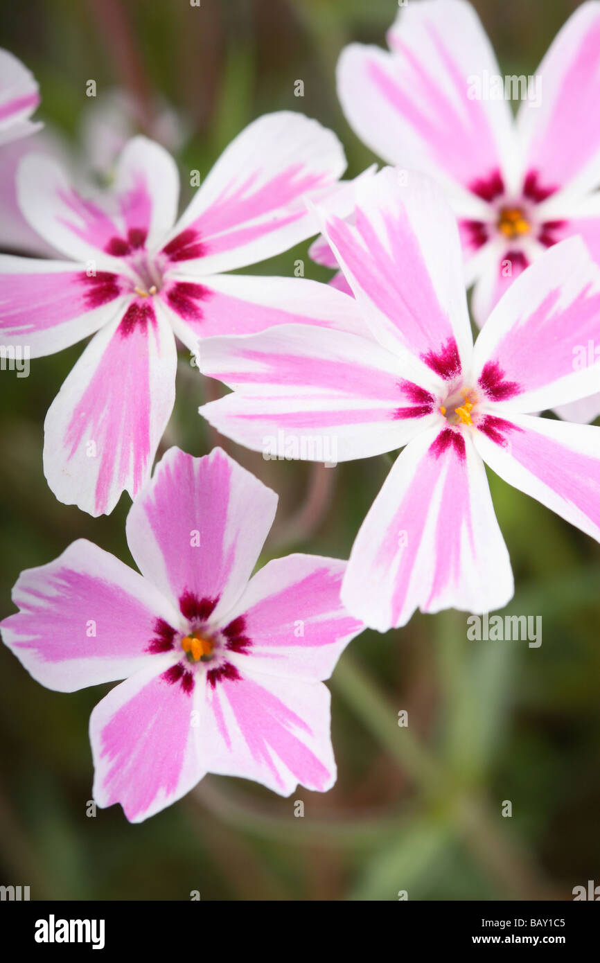 Phlox subulata Candy Stripe with delicate white and pink flowers in the UK in May Stock Photo
