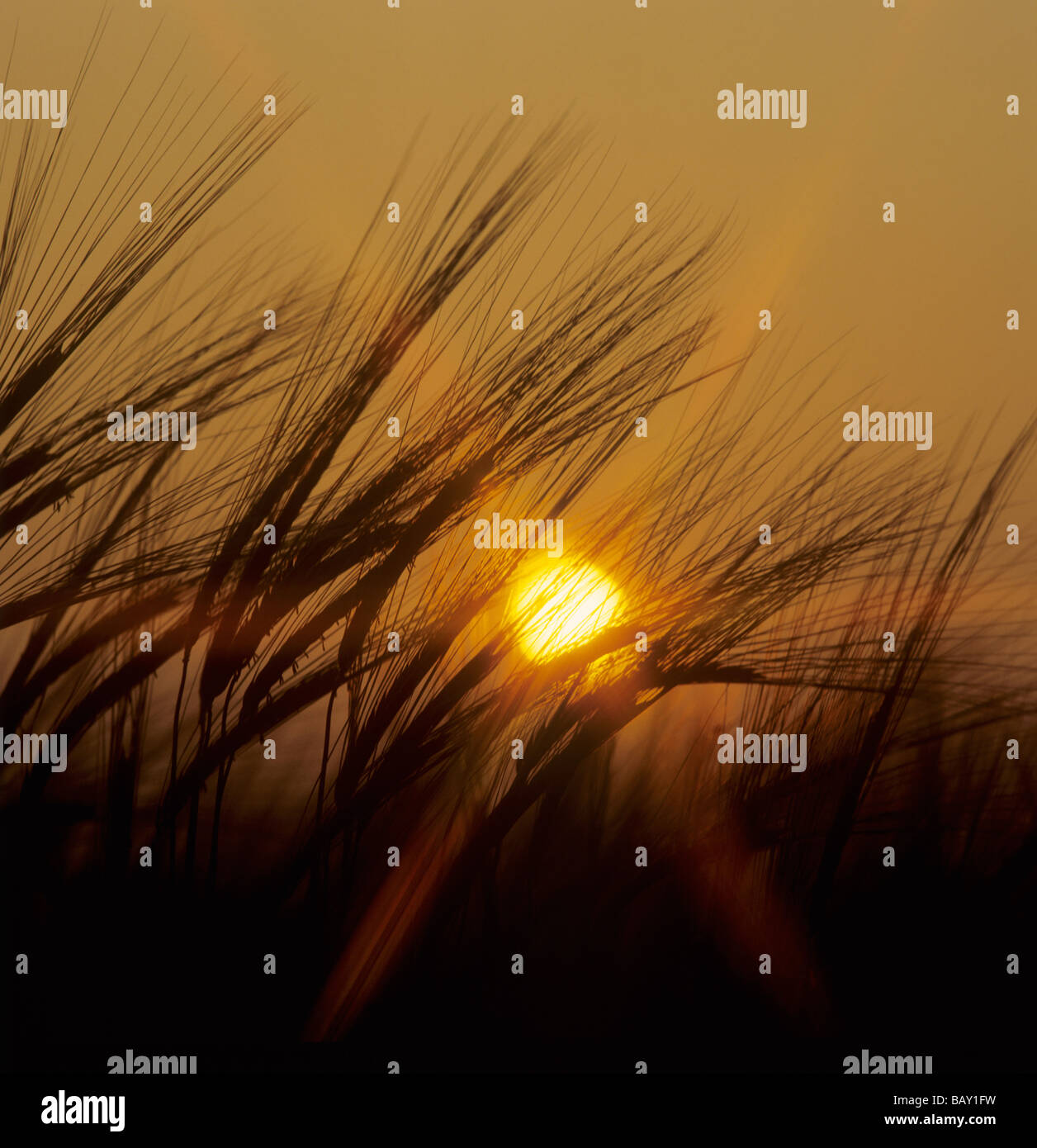 Flowering ears of unripe barley silouetted against a setting sun Stock Photo