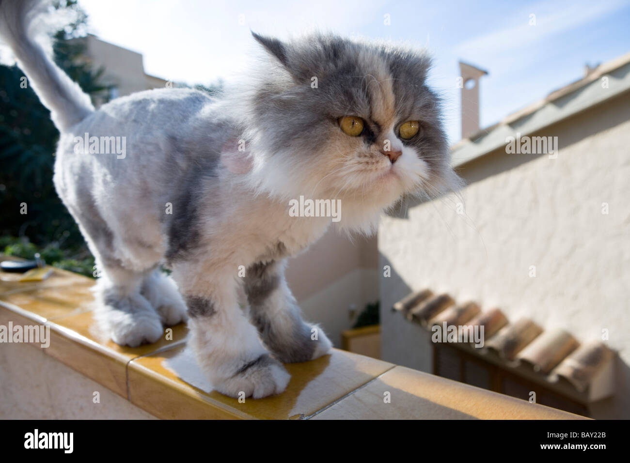 Wacky Cat, Sant Elm, Mallorca, Balearic Islands, Spain Stock Photo