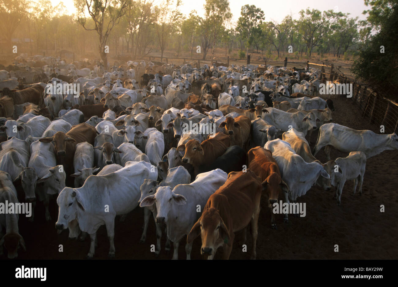 Cattle muster, cattle drive on Wrotham Park Station, Cape York Peninsula, Queensland, Australia Stock Photo
