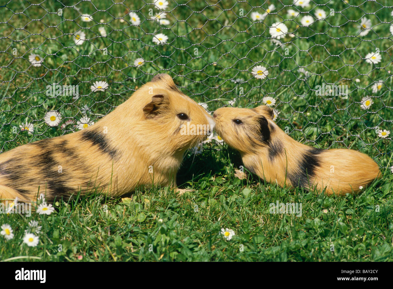 Guinea pigs, mother and young animal in outdoor enclosure on a meadow Stock Photo