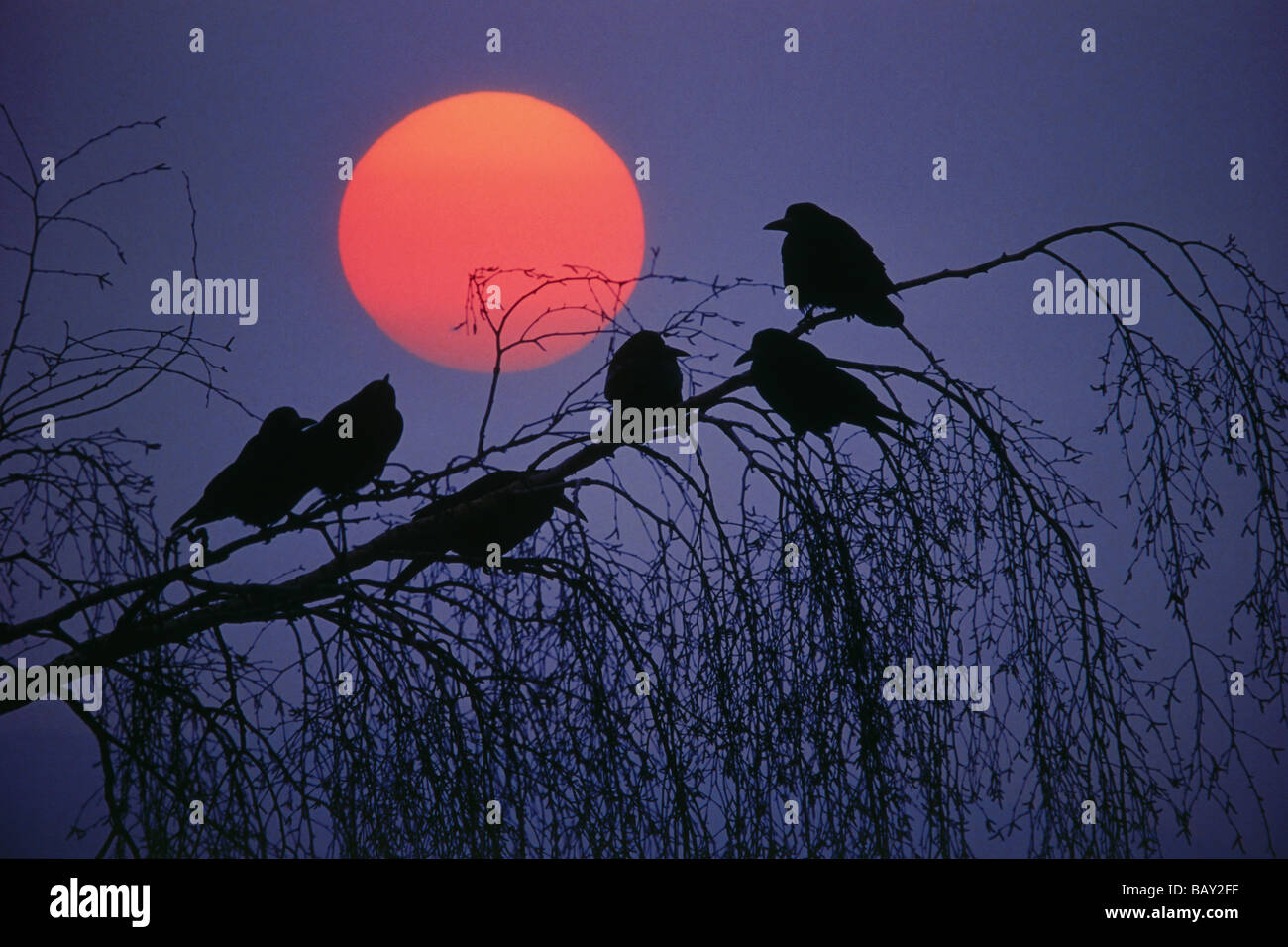 Rooks sitting on a branch at full moon Stock Photo