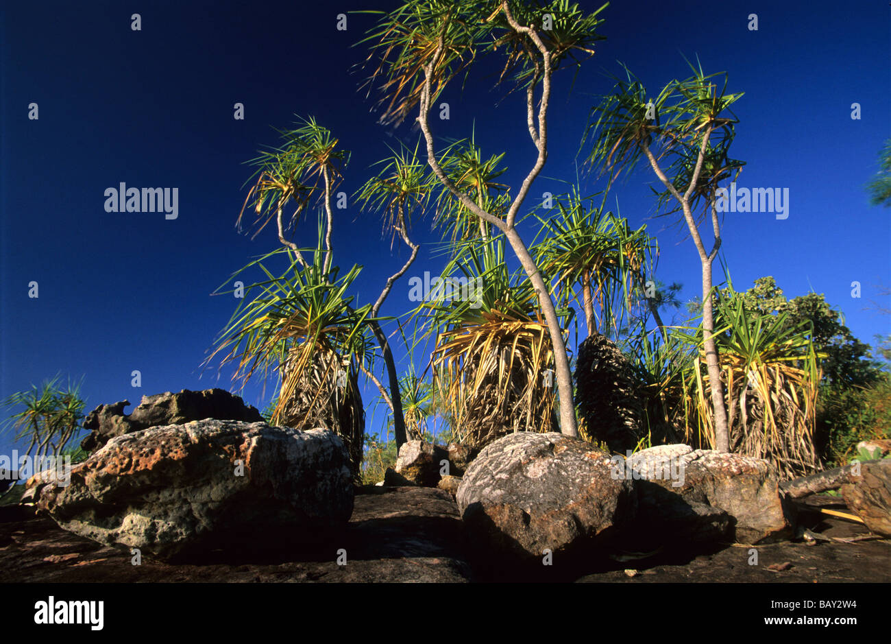 Pandani, Palm trees on Wigram island, one of the islands in the archipelago of the English Compan's Islands, Australia Stock Photo