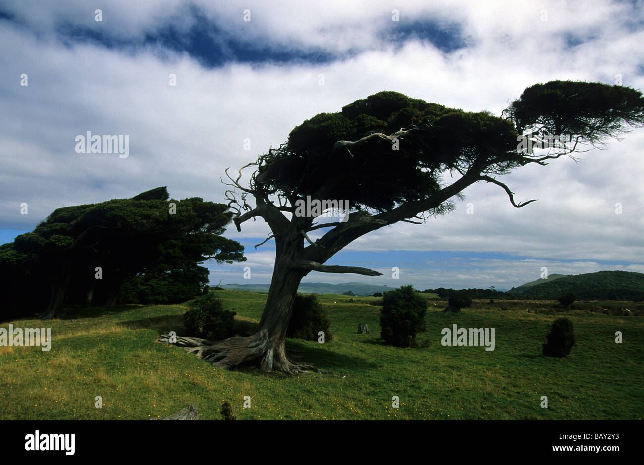 Windswept trees, New Zealand Stock Photo
