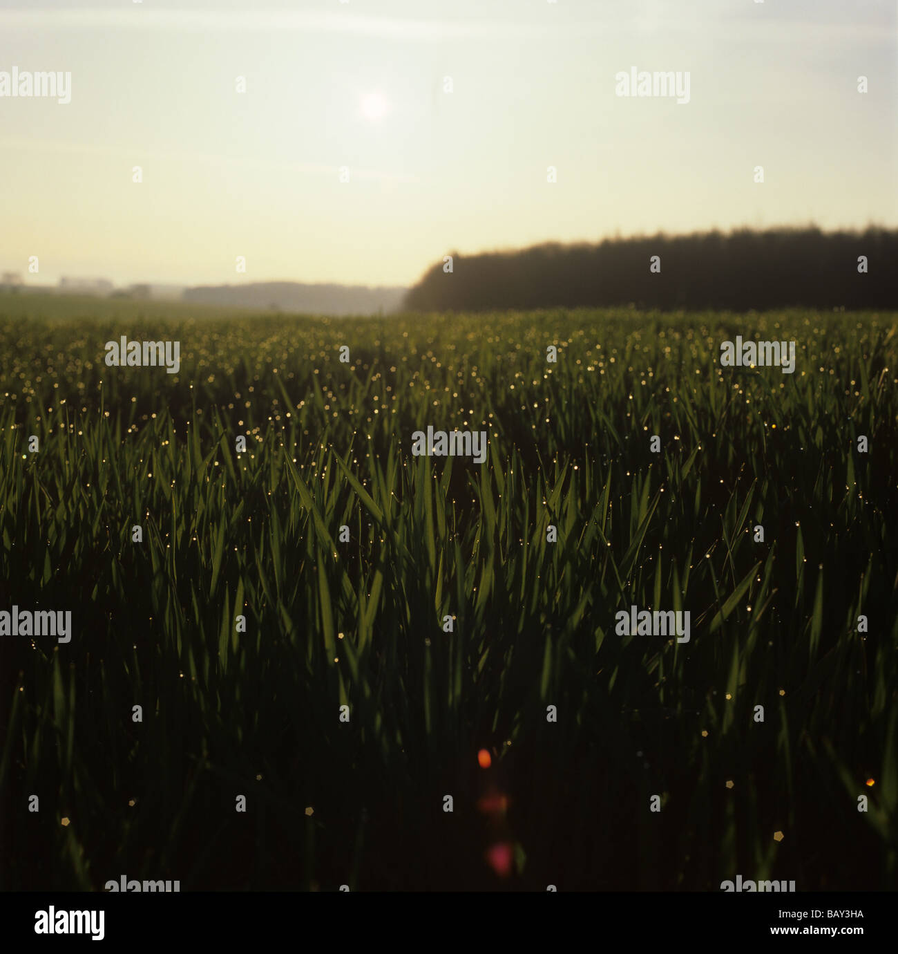 Dew droplets on a barley crop in early morning sunlight Berkshire Stock Photo