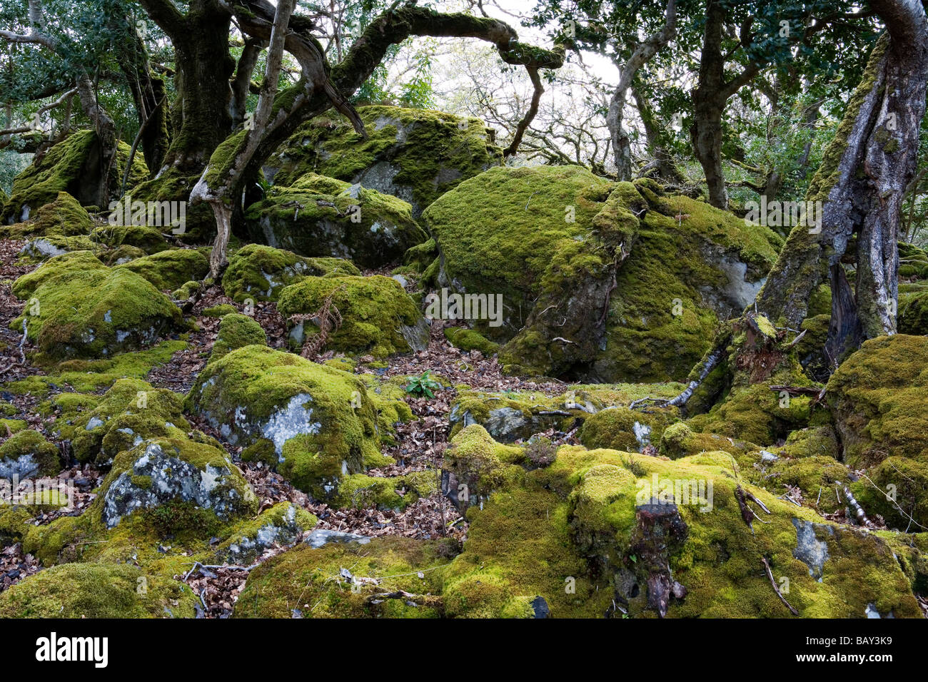 Native forest with trees covered in moss, Killarney National Park, County Kerry, Ireland, Europe Stock Photo