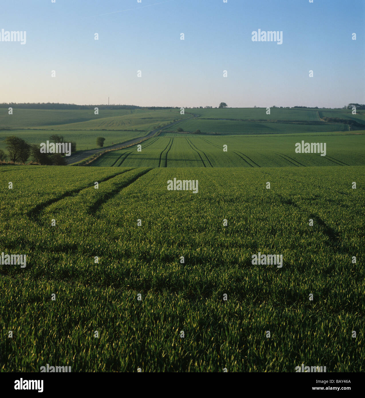 View of a downland barley crop at stage 31 in early morning spring light Berkshire Stock Photo