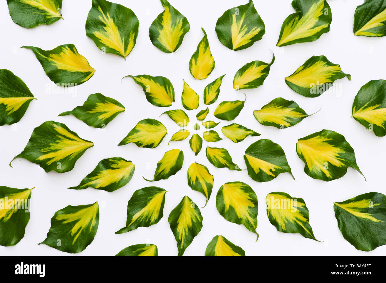 Ivy leaves pattern on white background Stock Photo - Alamy