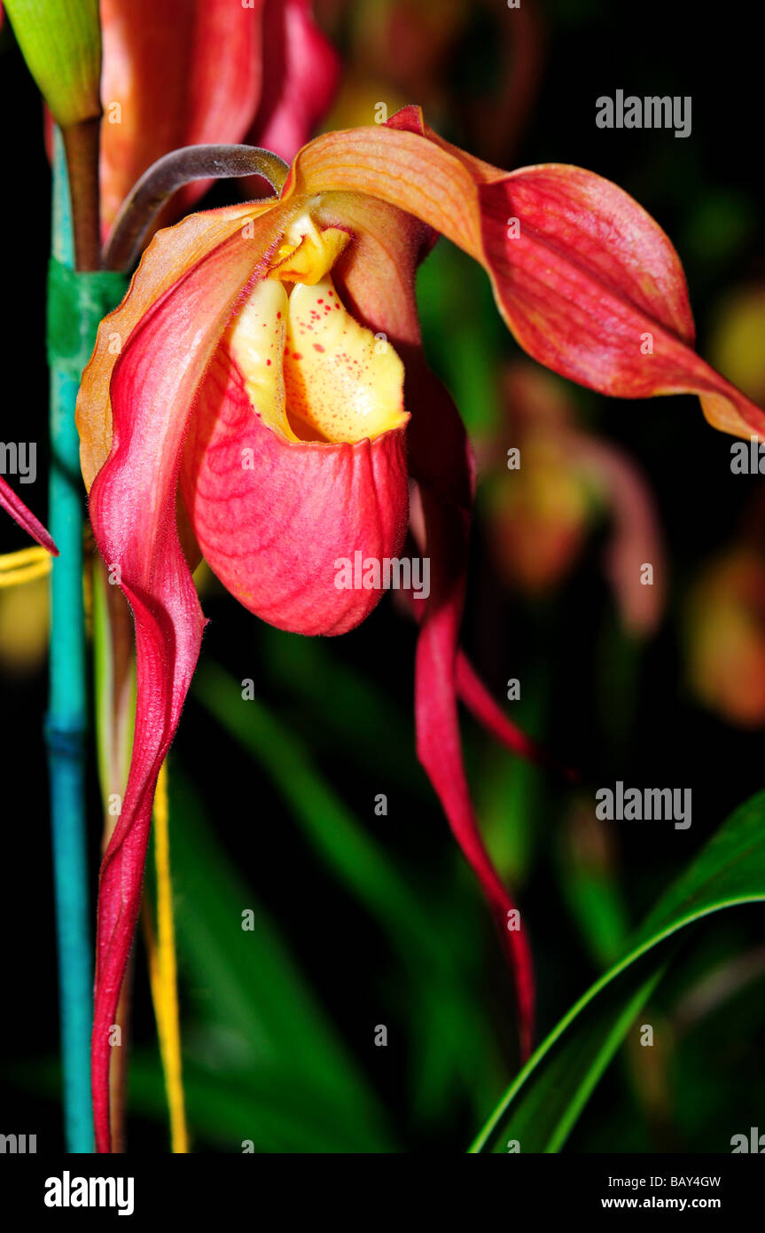 Orchid flower. Red Lady's slipper. Stock Photo