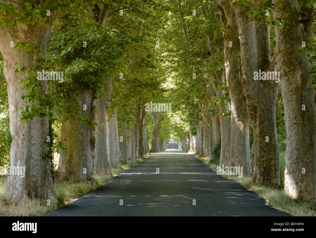 View at a shady sycamore tree lined road, Alpes-de-Haute-Provence, Provence, France Stock Photo