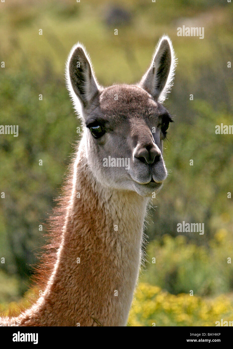 Guanaco in Torres del Paine National Park, Patagonia, Chile, South America Stock Photo