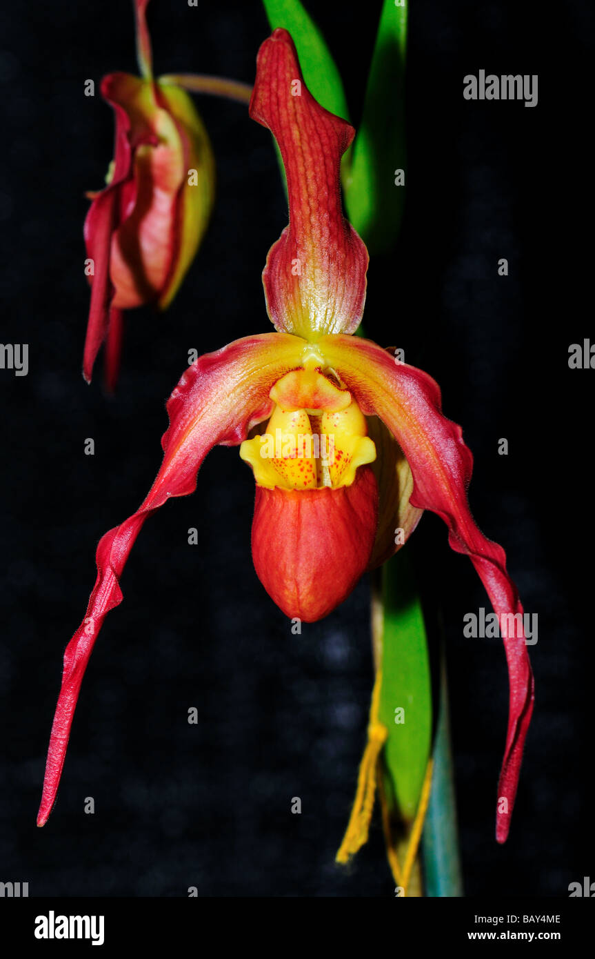 Orchid flowers. Red Lady's slippers. Stock Photo
