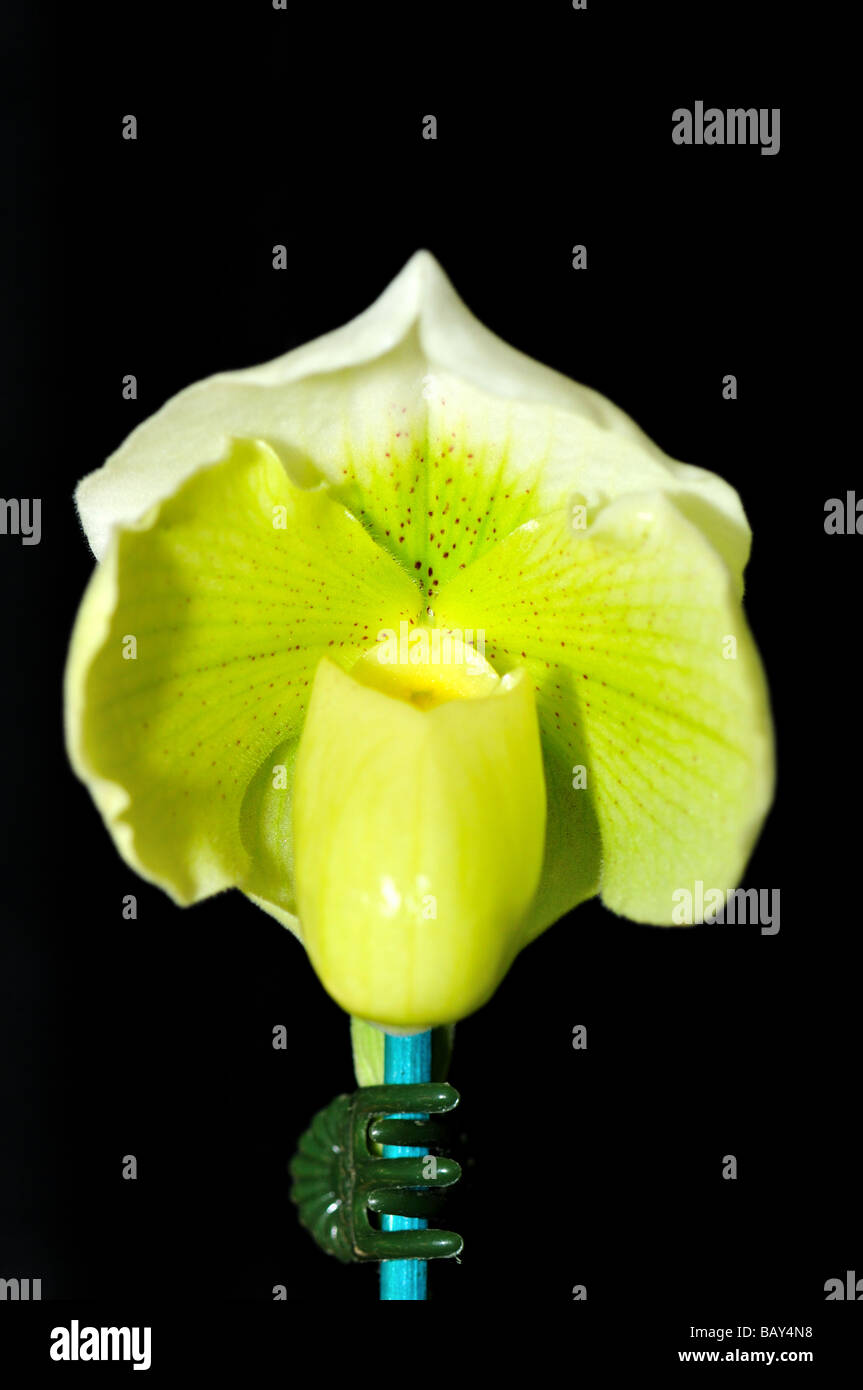 Orchid flower. Green white Lady's slipper. Stock Photo