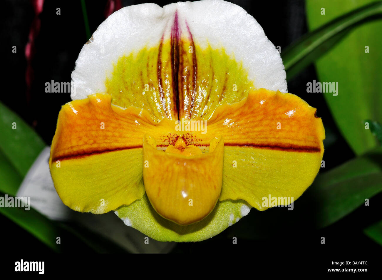 Orchid flower. Yellow white Lady's slipper. Stock Photo