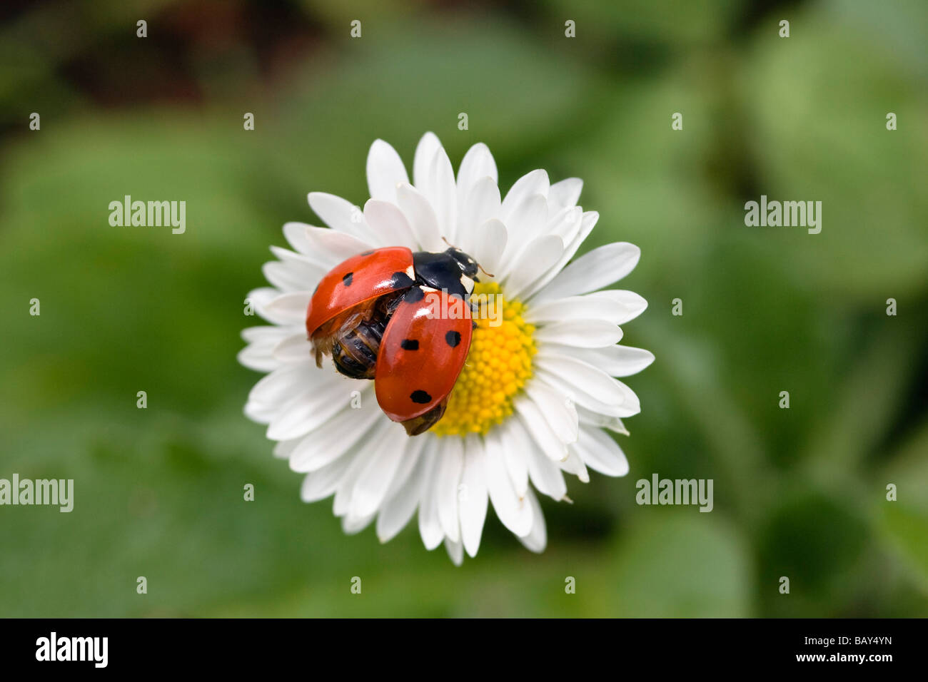 Ladybird on daisy, Coccinella septempunctata, Bellis perennis, Germany Stock Photo