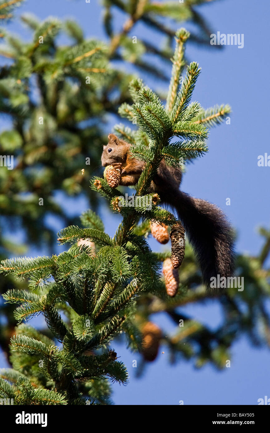 Red Squirrel eating spruce cone, Sciurus vulgaris, Bavaria, Germany Stock Photo