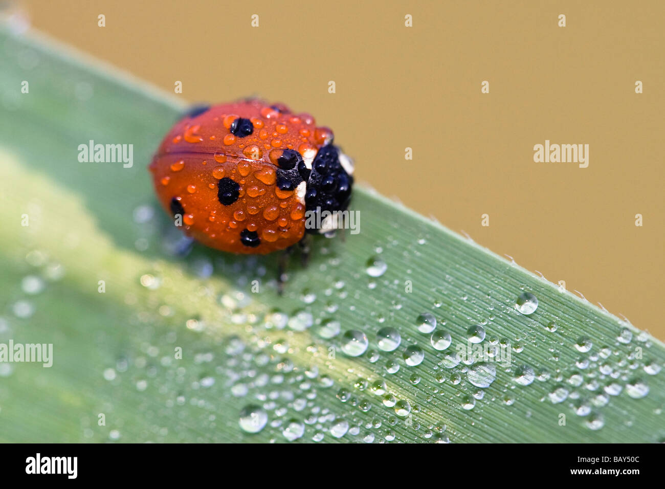 Ladybird with dew, Coccinella septempunctata, Germany Stock Photo