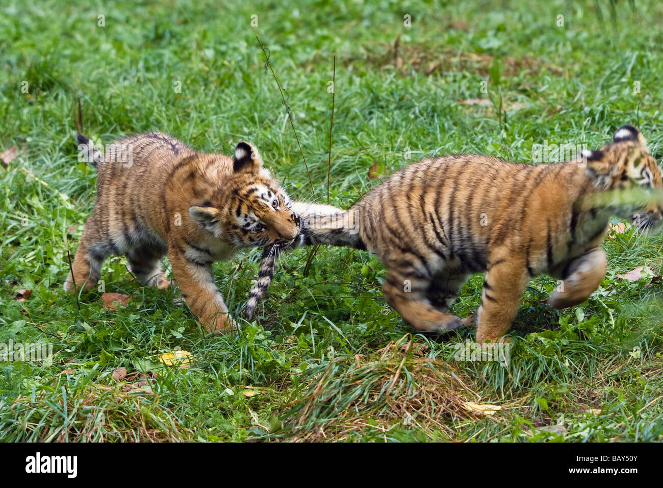 Siberian Tiger cubs playing, Panthera tigris altaica, captive Stock Photo