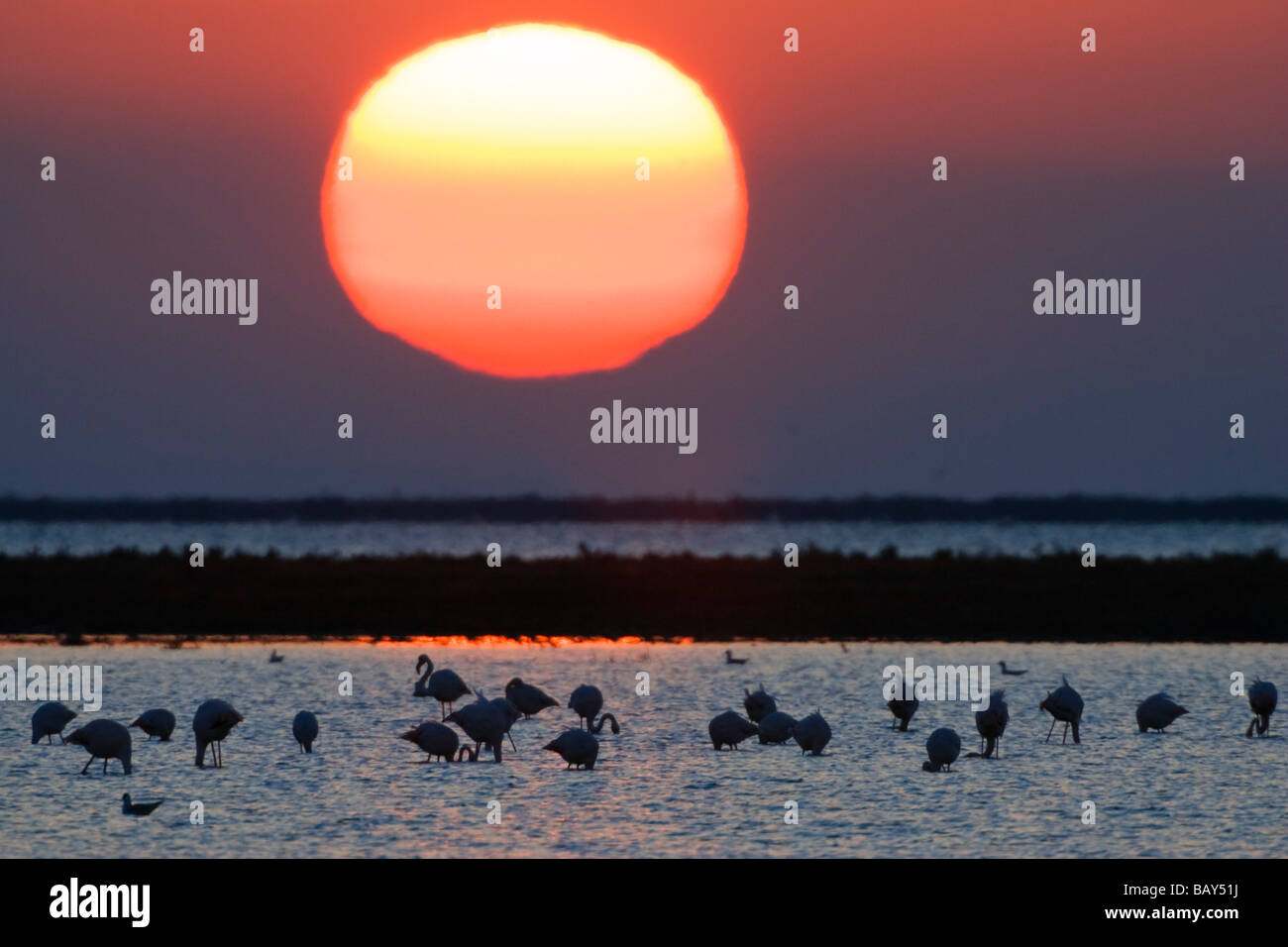 Greater Flamingoes at sunrise, Phoenicopterus ruber, Camargue, France Stock Photo