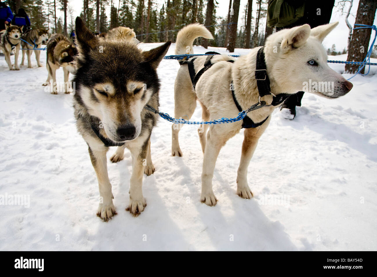 Husky pulling Dog Sledge, Rovaniemi, Lapland, Finland, Europe Stock Photo
