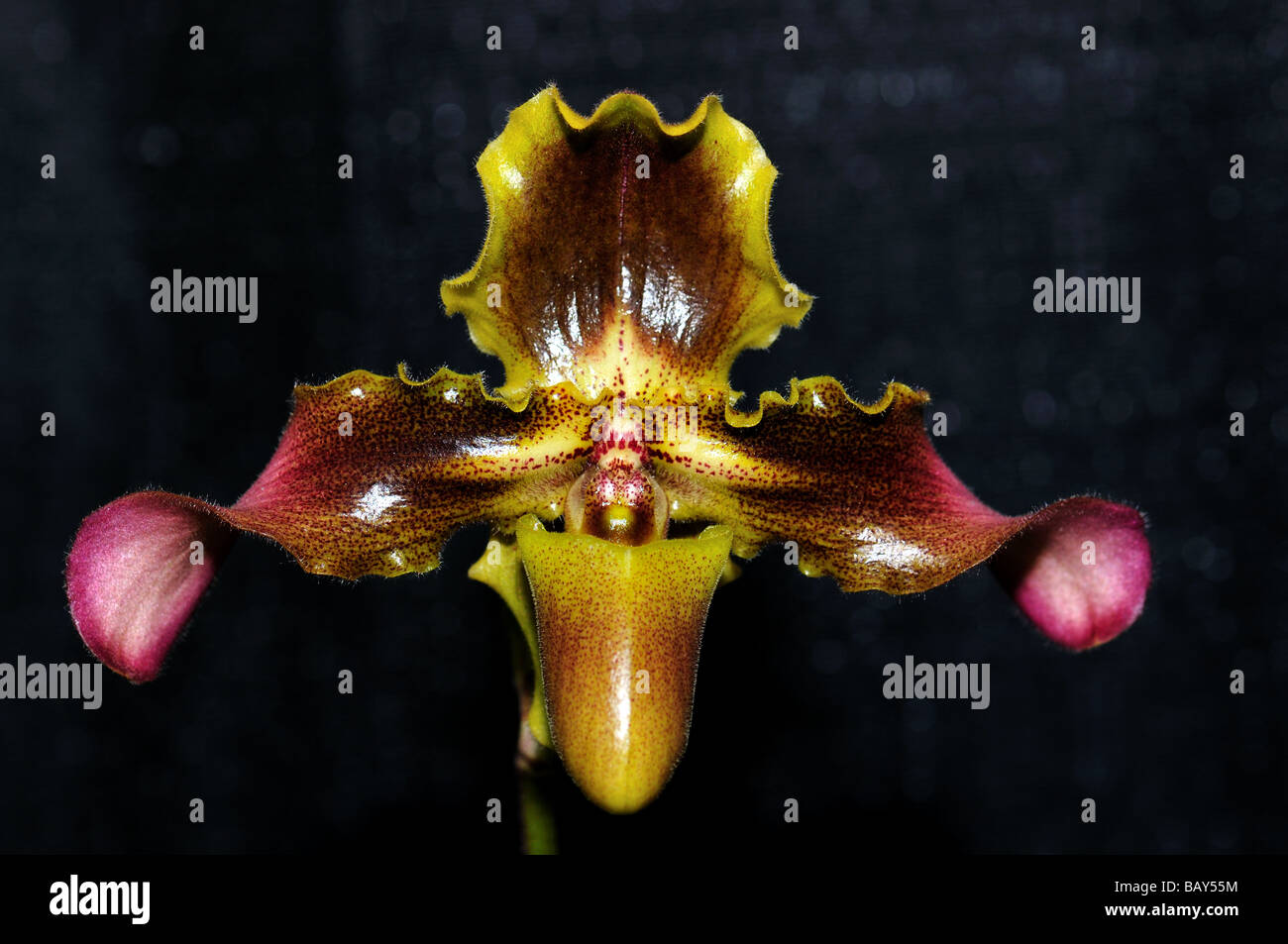 Orchid Flowers. Brown purple Lady's slipper. Stock Photo