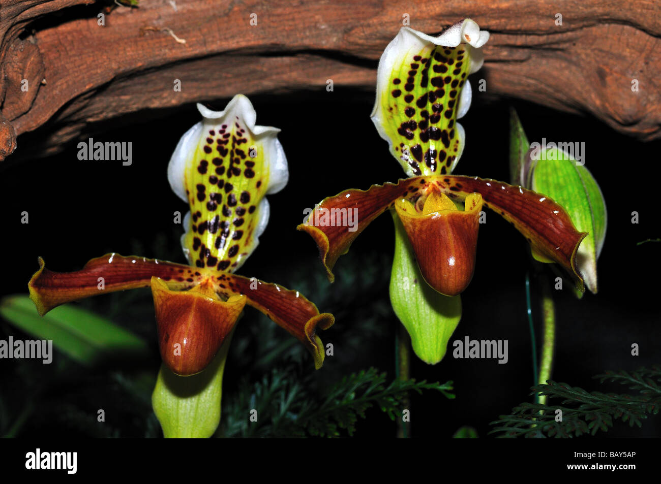 Orchid Flowers. Brown white Lady's Slippers. Stock Photo