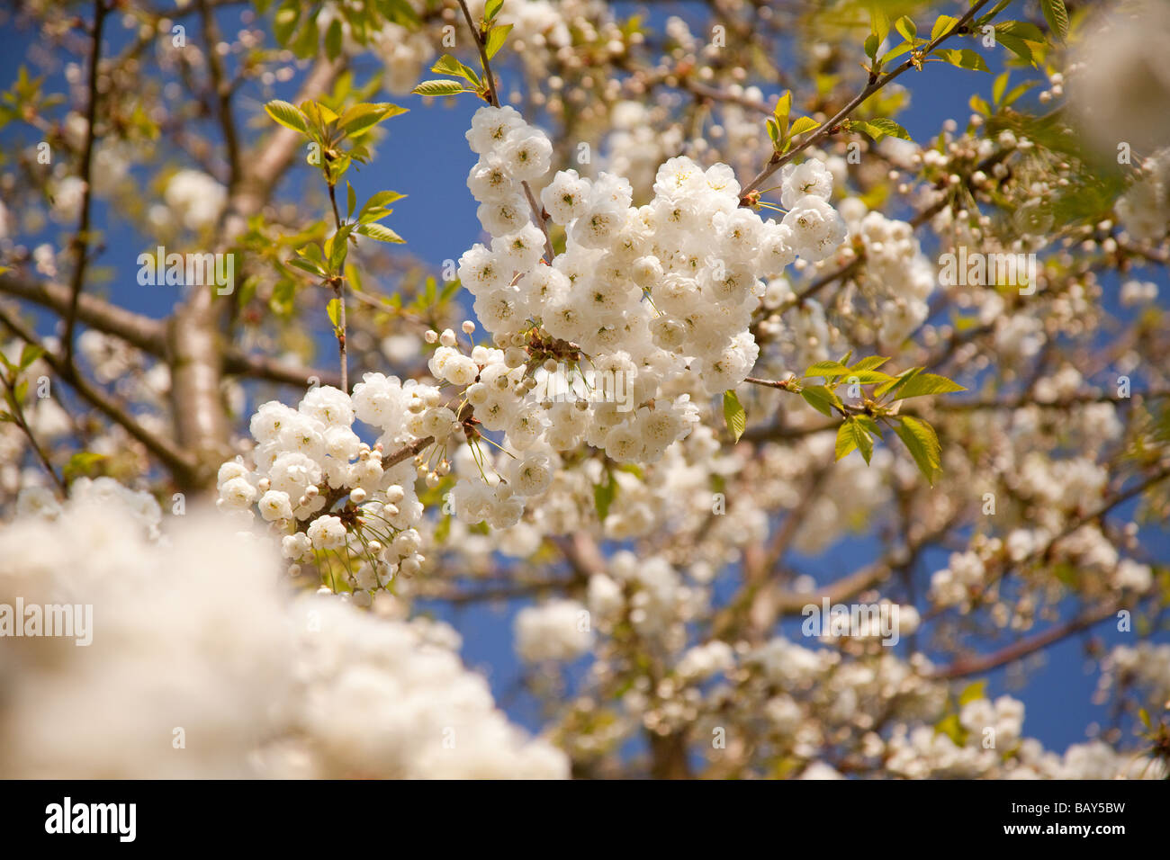 flowering cherry tree in spring England Stock Photo - Alamy