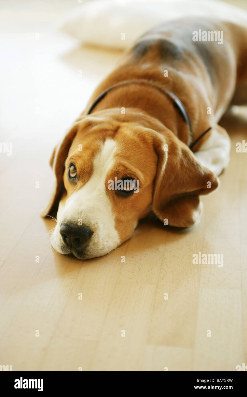 A dog lying on the floor Stock Photo - Alamy