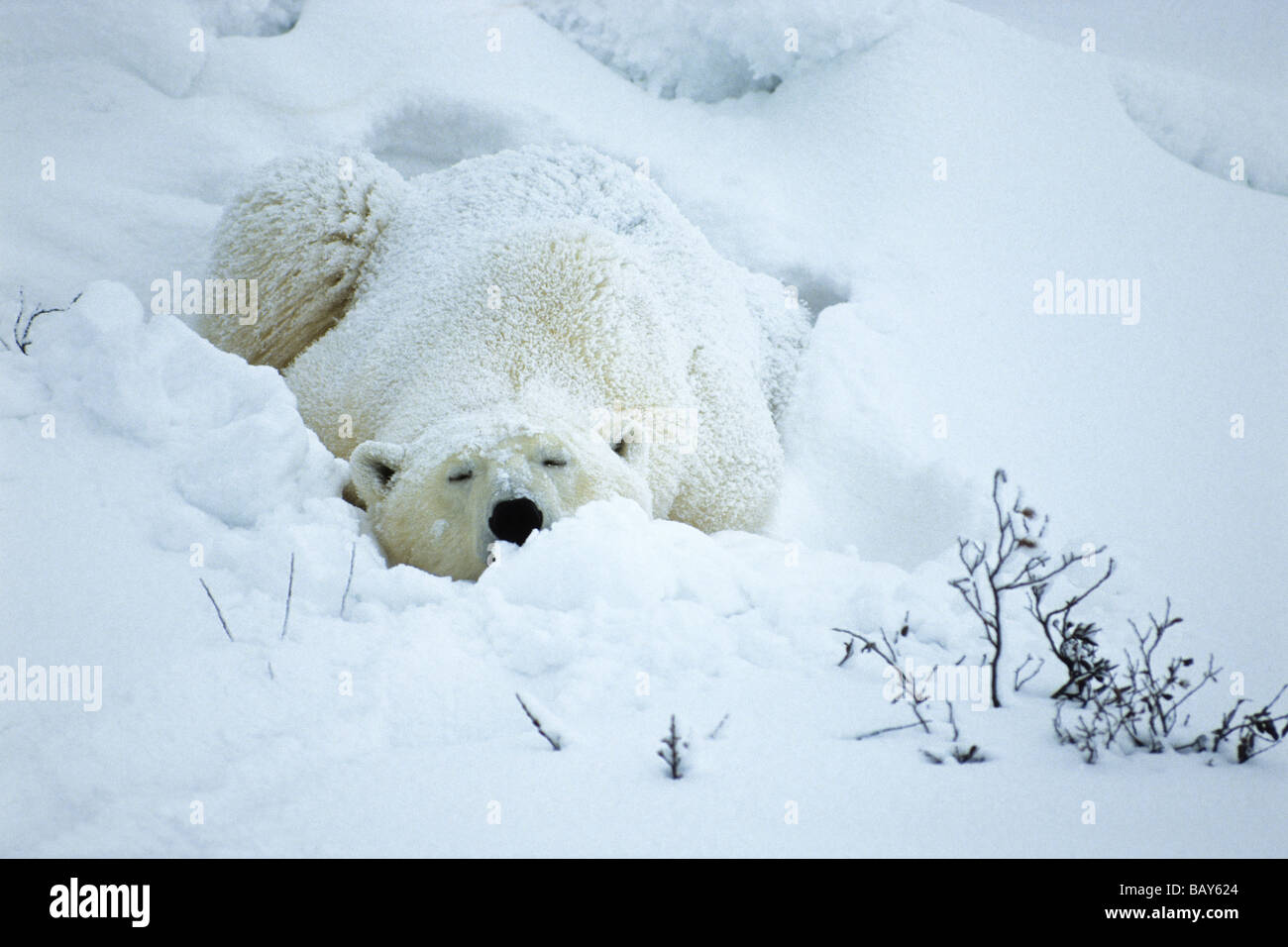 Sleeping polar bears hi-res stock photography and images - Alamy