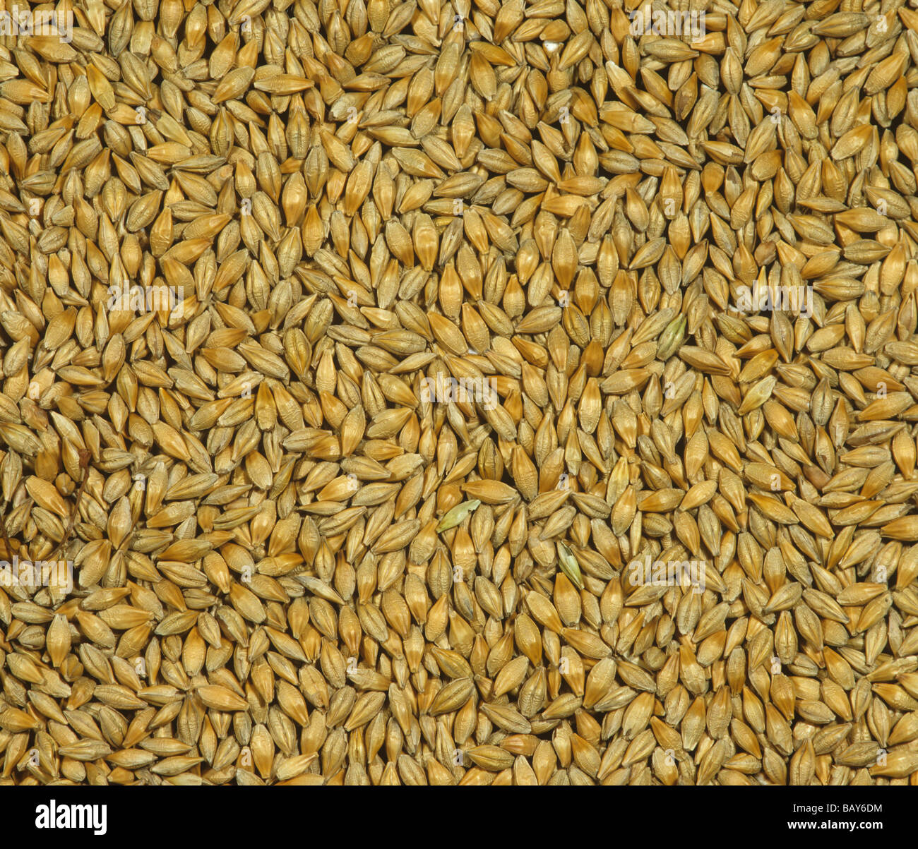 Barley seed Stock Photo