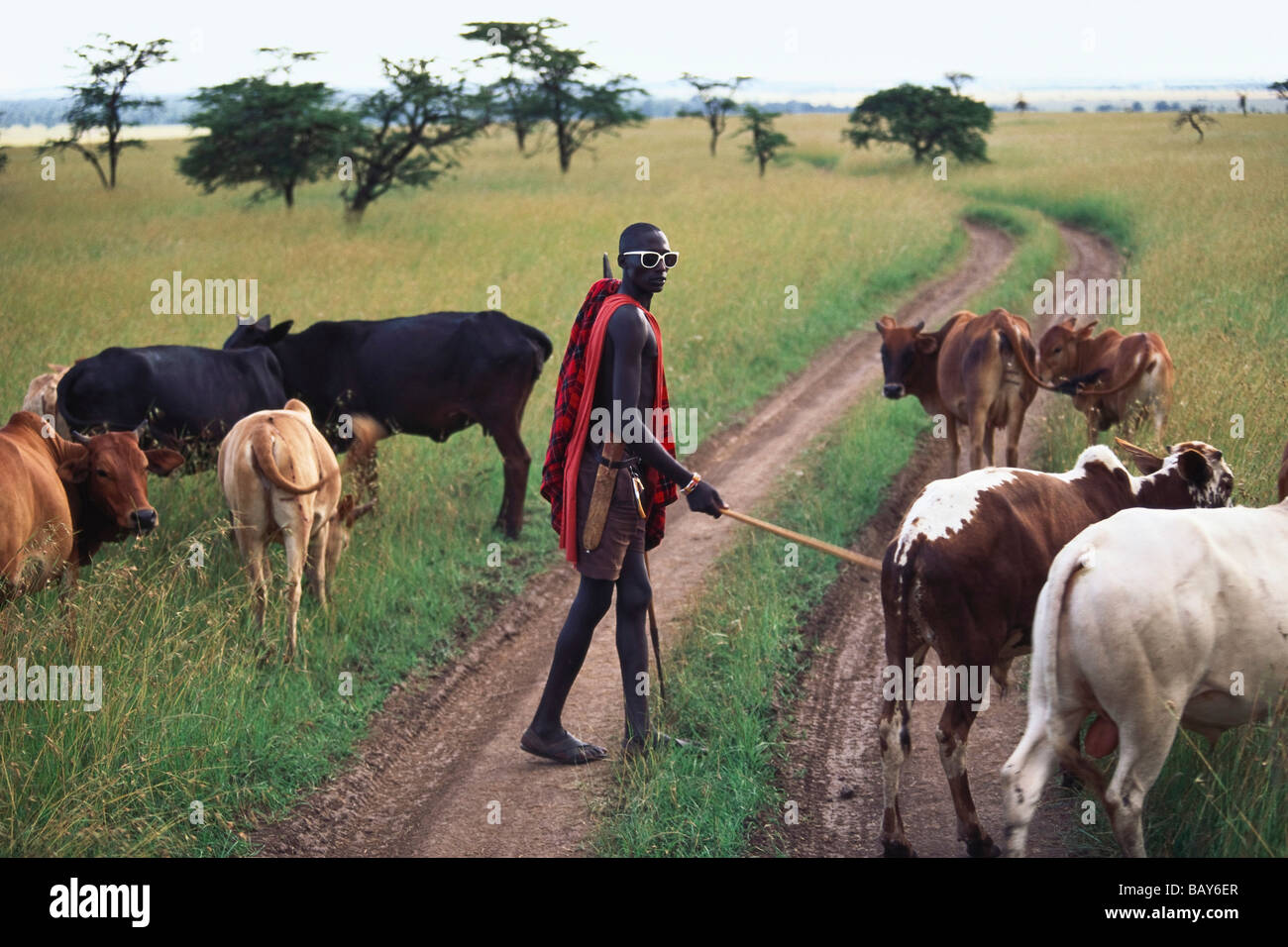 Massai herdsman with cattle, Massai Mara National Park, Kenya, Africa Stock Photo
