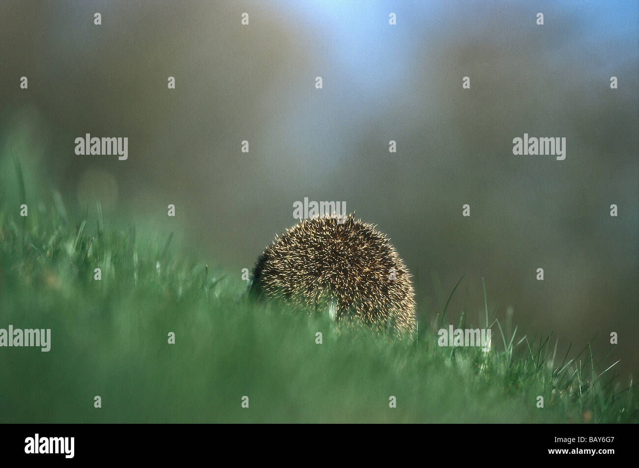 Hedgehog on meadow from behind, Erinaceus europaeus, Upper Bavaria, Germany Stock Photo