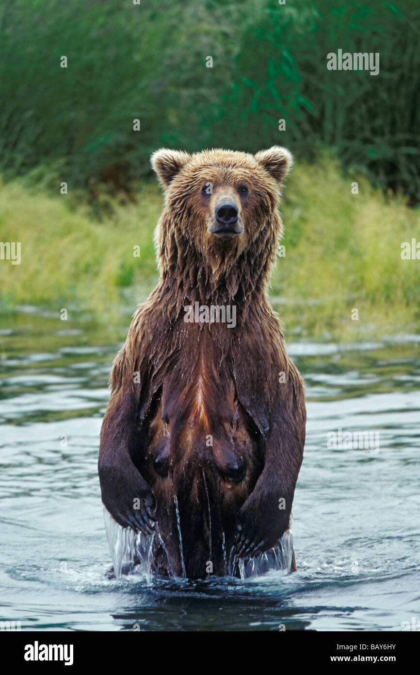 Grizzly female standing upright, Ursus arctos, Brooks River, Katmai Nationalpark, Alaska, USA Stock Photo