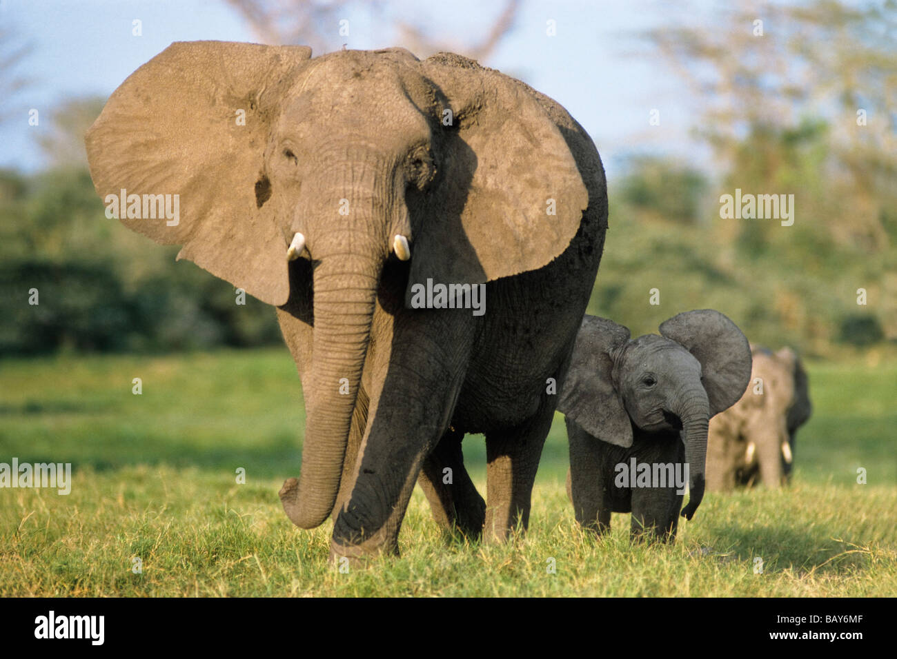 African Elephants, Loxodonta africana, Amboseli Nationalpark, Kenya, East Africa Stock Photo